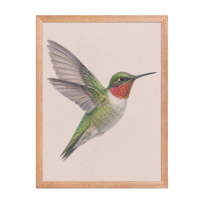 Framed Ruby-throated hummingbird colored pencil illustration print on dusty rose pastel background, wood frame wall art