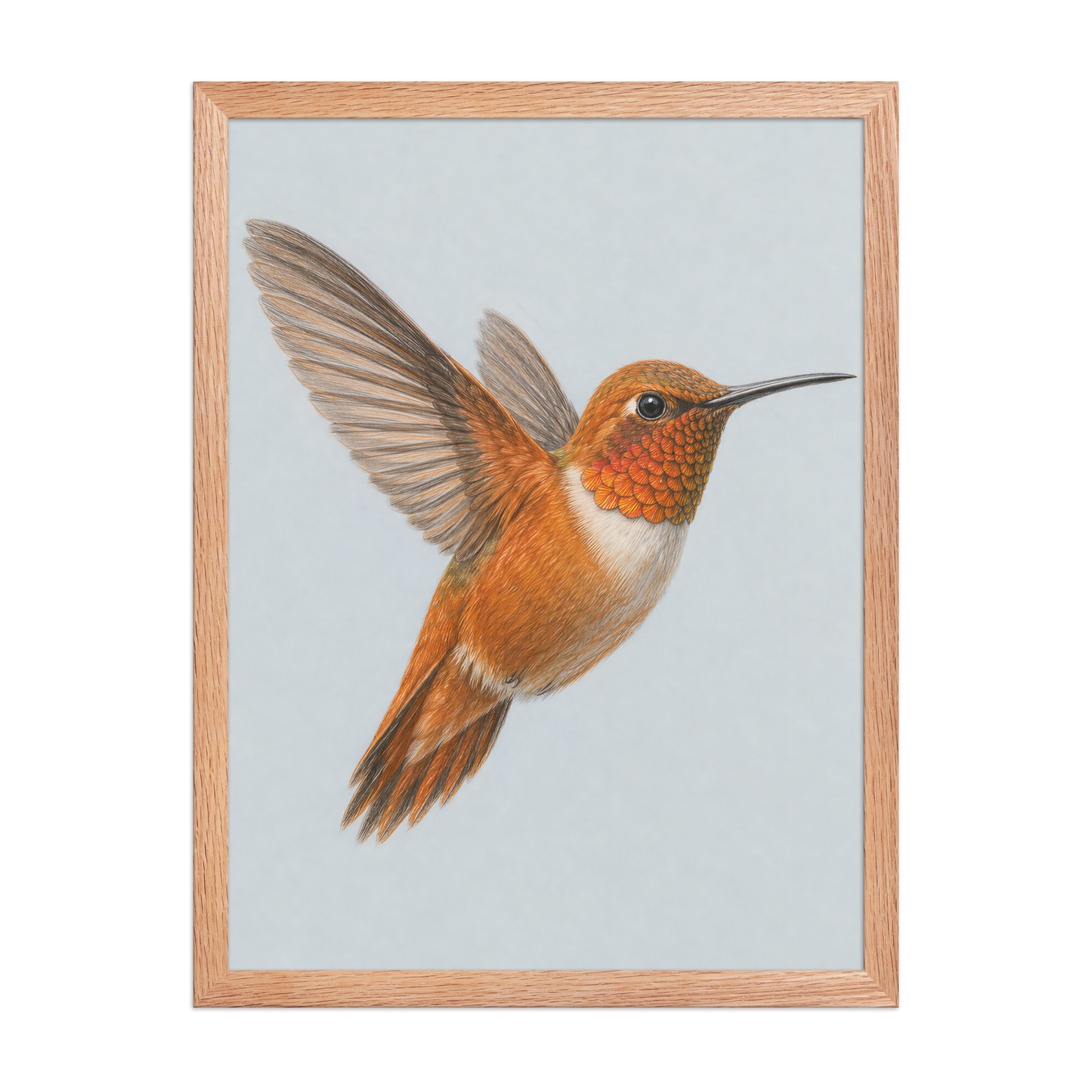 Framed Rufous hummingbird colored pencil illustration print on dusty blue pastel background, wood frame wall art
