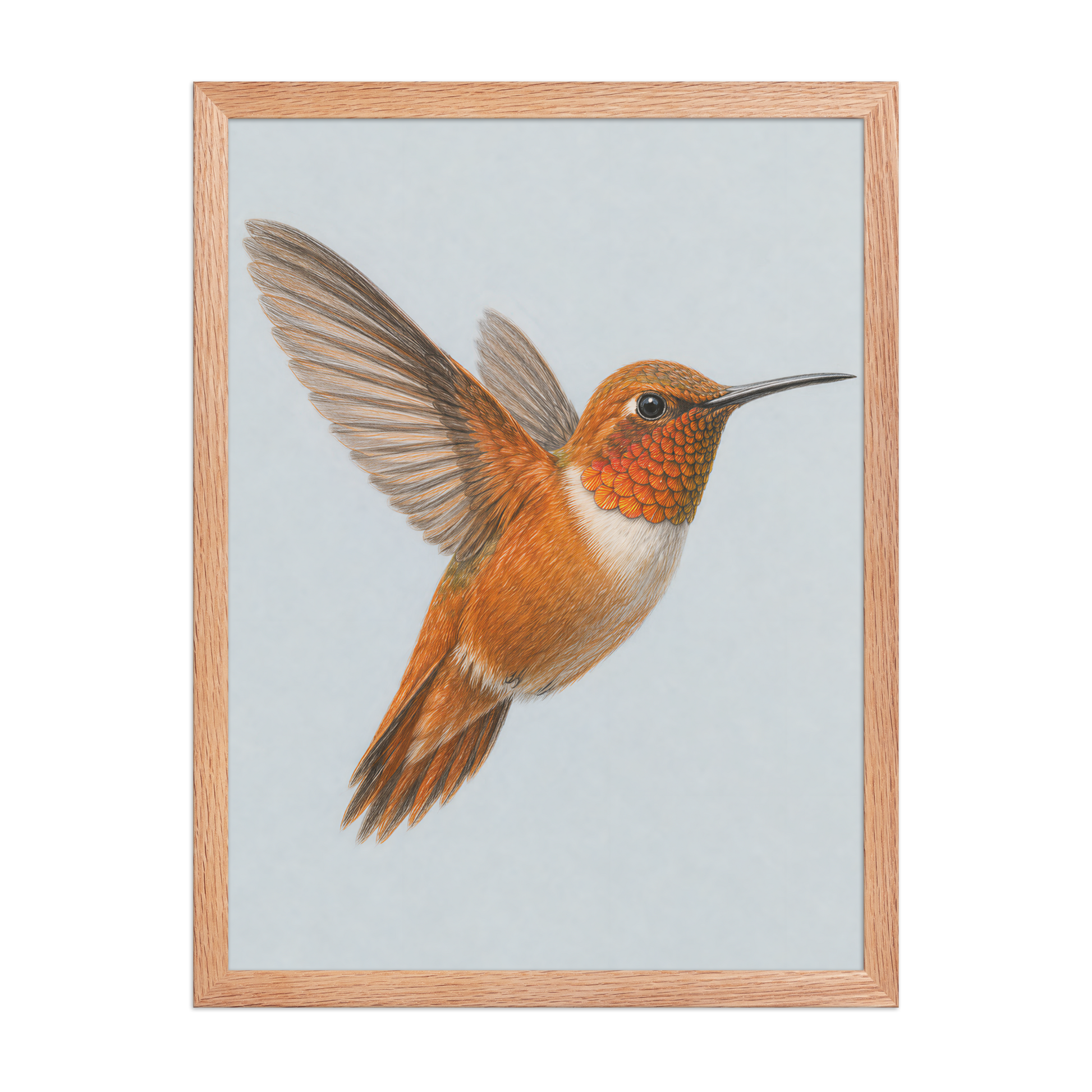 Framed Rufous hummingbird colored pencil illustration print on dusty blue pastel background, wood frame wall art