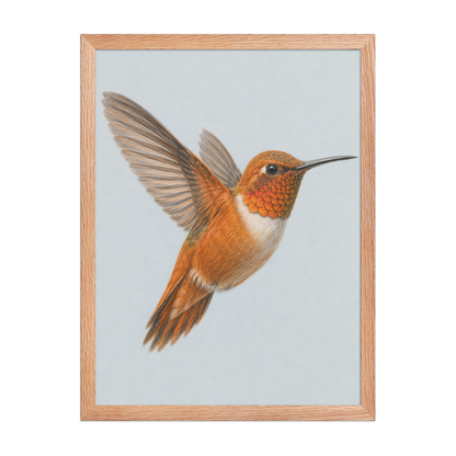 Framed Rufous hummingbird colored pencil illustration print on dusty blue pastel background, wood frame wall art