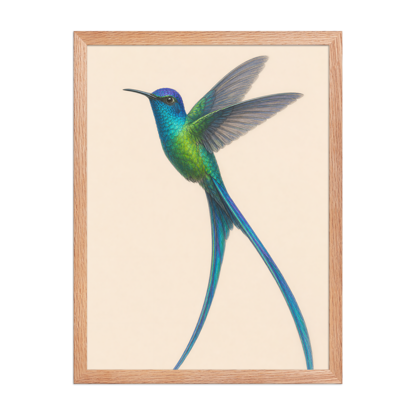 Framed Long-tailed Sylph hummingbird colored pencil illustration print, teal iridescent plumage on warm cream background, wood frame wall art