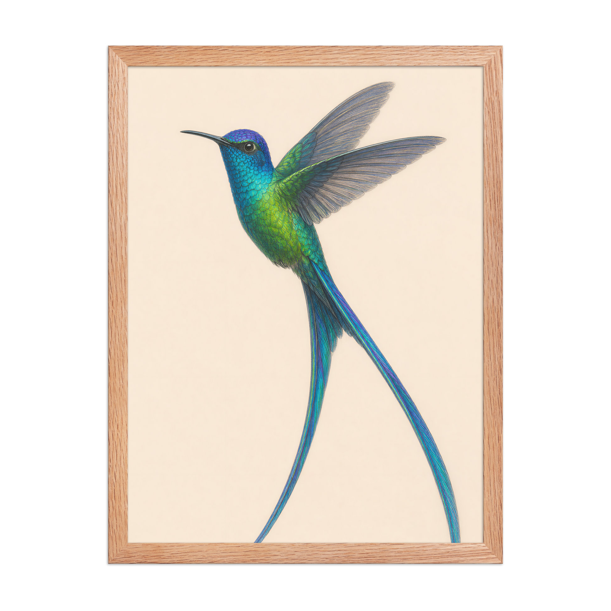 Framed Long-tailed Sylph hummingbird colored pencil illustration print, teal iridescent plumage on warm cream background, wood frame wall art