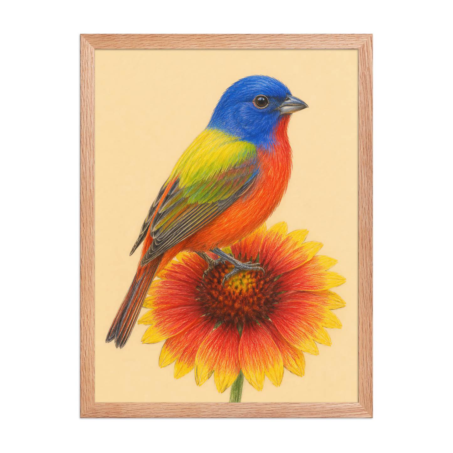 Framed Painted Bunting colored pencil illustration on Indian Blanket flower, wood frame wall art