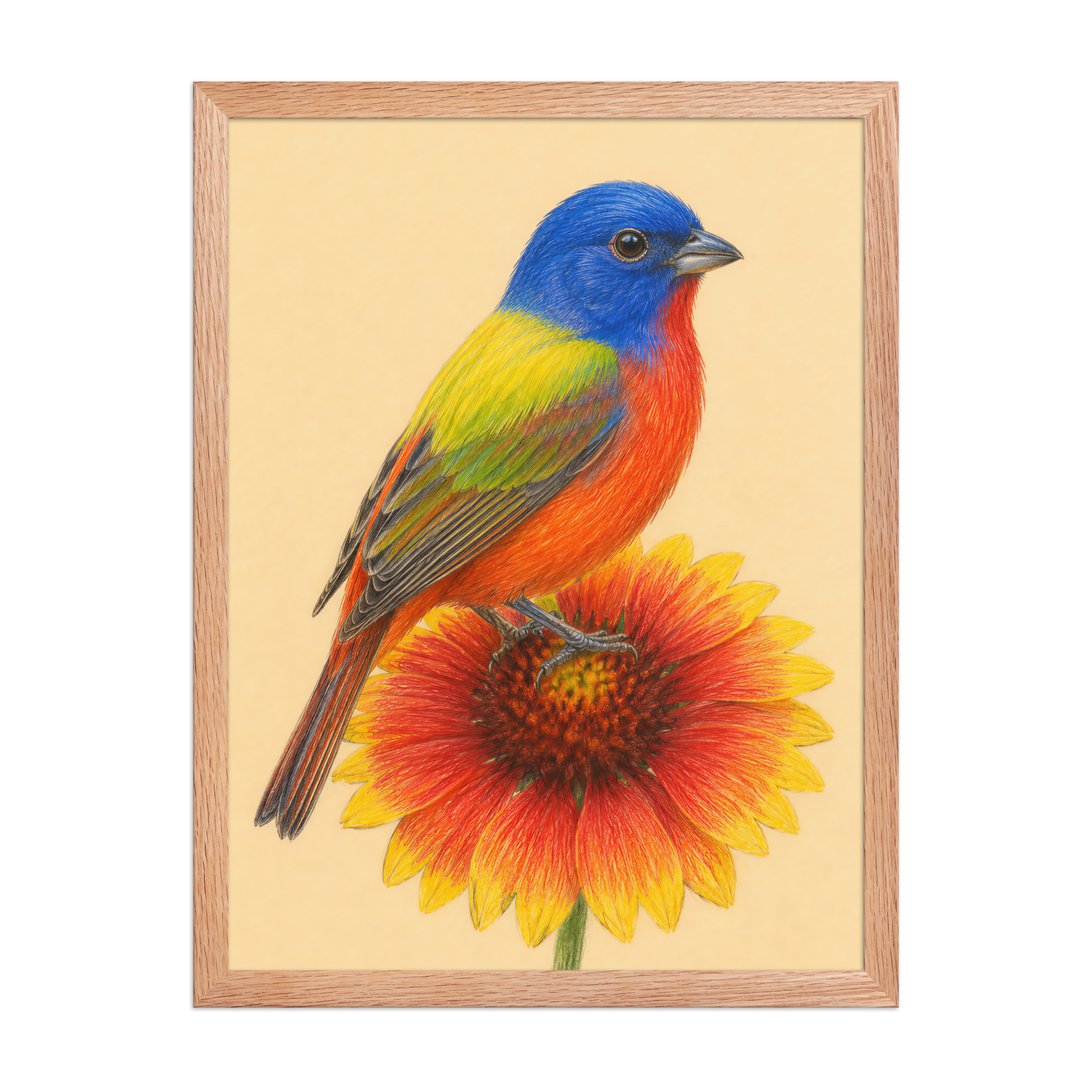 Framed Painted Bunting colored pencil illustration on Indian Blanket flower, wood frame wall art