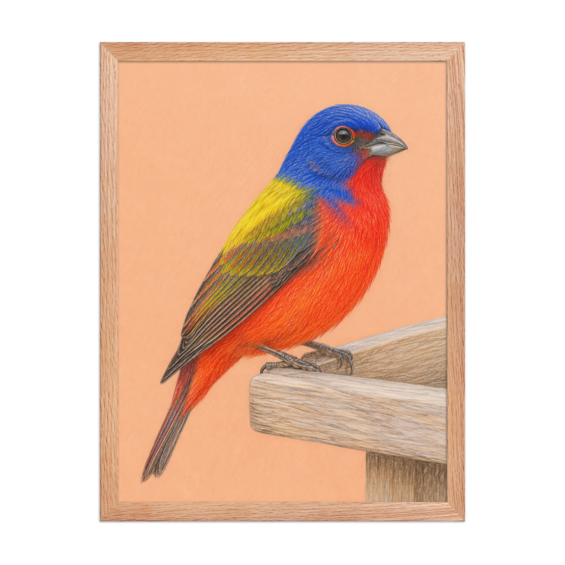 Framed Painted Bunting colored pencil illustration on wooden feeder, apricot background, wood frame wall art