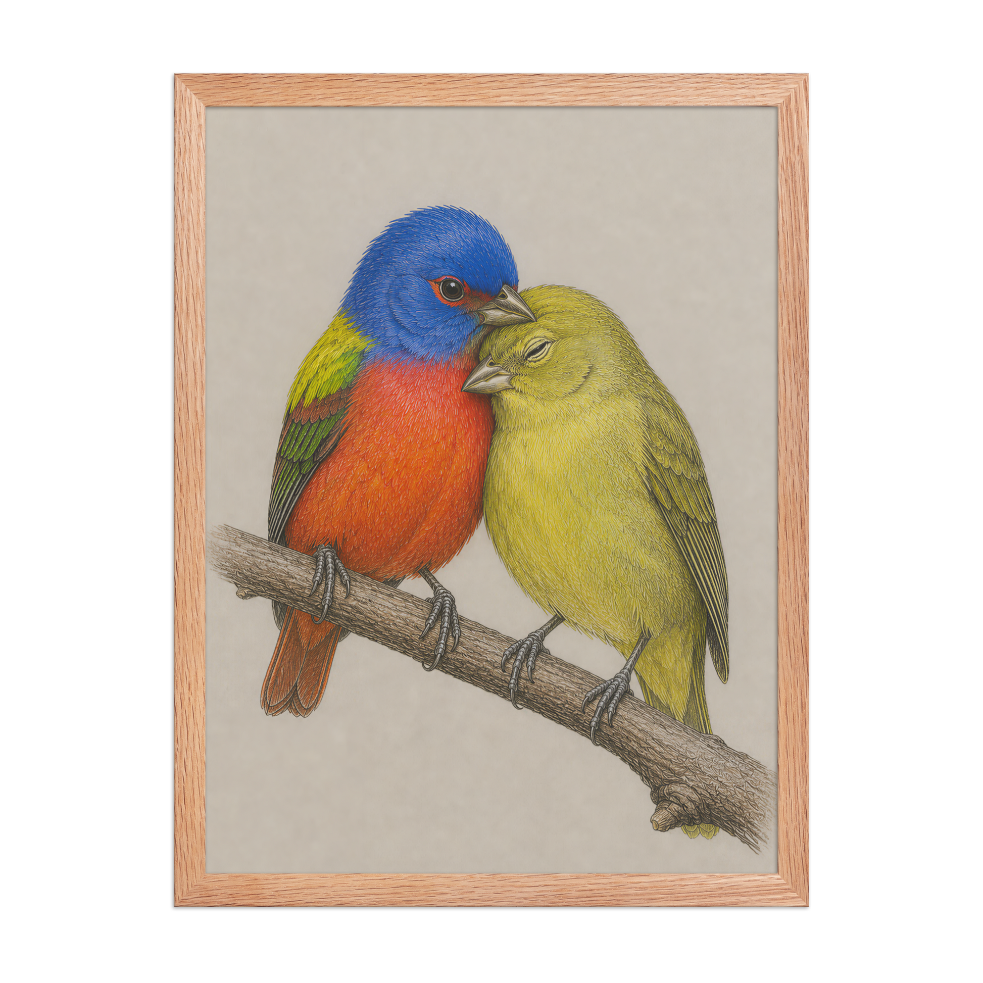 Framed male and female Painted Bunting pair colored pencil illustration, wood frame wall art