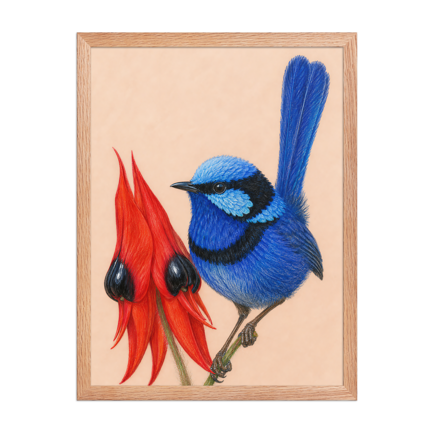 Framed Splendid Fairywren blue wren colored pencil illustration, terracotta background, wood frame wall art
