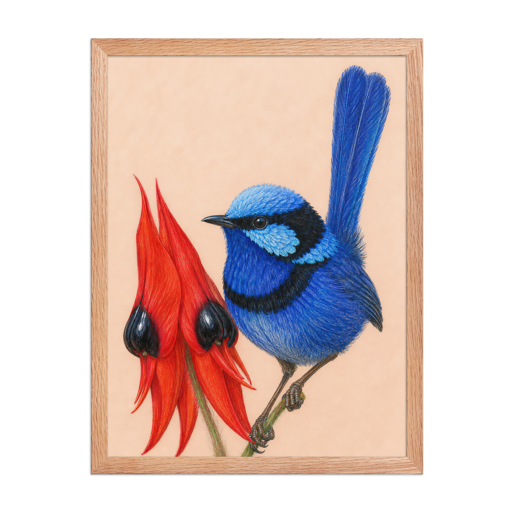 Framed Splendid Fairywren blue wren colored pencil illustration, terracotta background, wood frame wall art