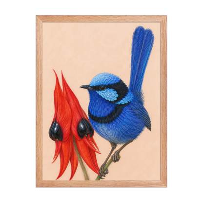 Framed Splendid Fairywren blue wren colored pencil illustration, terracotta background, wood frame wall art
