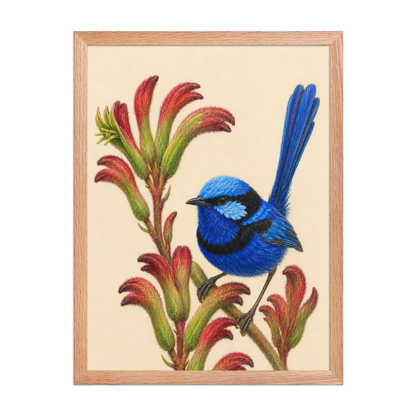 Framed Splendid Fairywren blue wren colored pencil illustration on Kangaroo Paw flowers, wood frame wall art