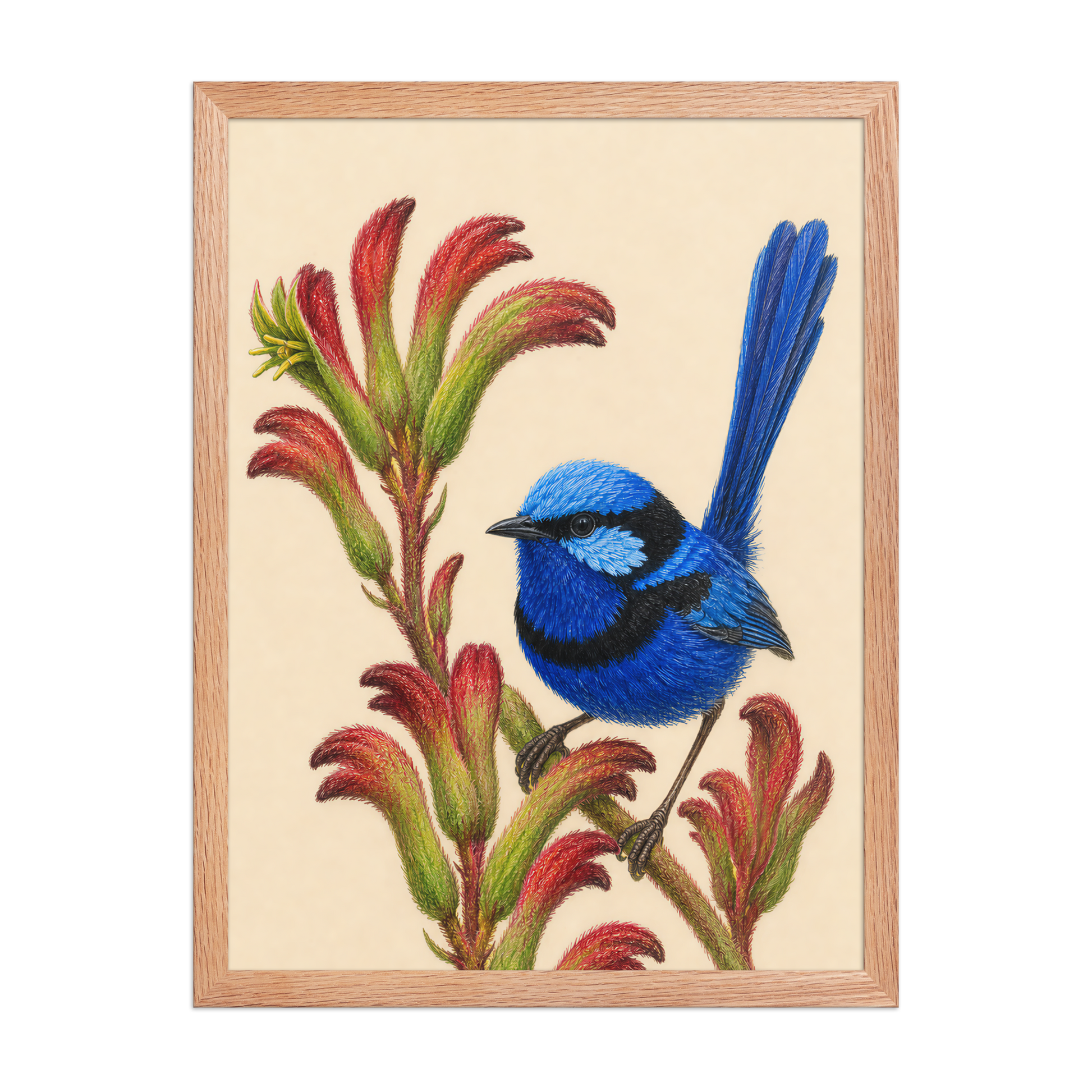 Framed Splendid Fairywren blue wren colored pencil illustration on Kangaroo Paw flowers, wood frame wall art