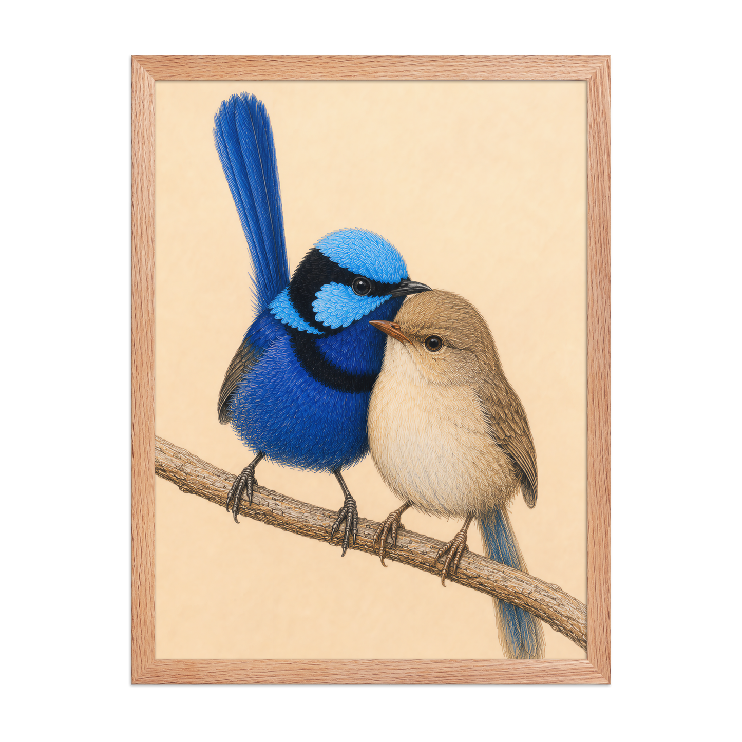 Framed male and female Splendid Fairywren blue wren pair colored pencil illustration, wood frame wall art