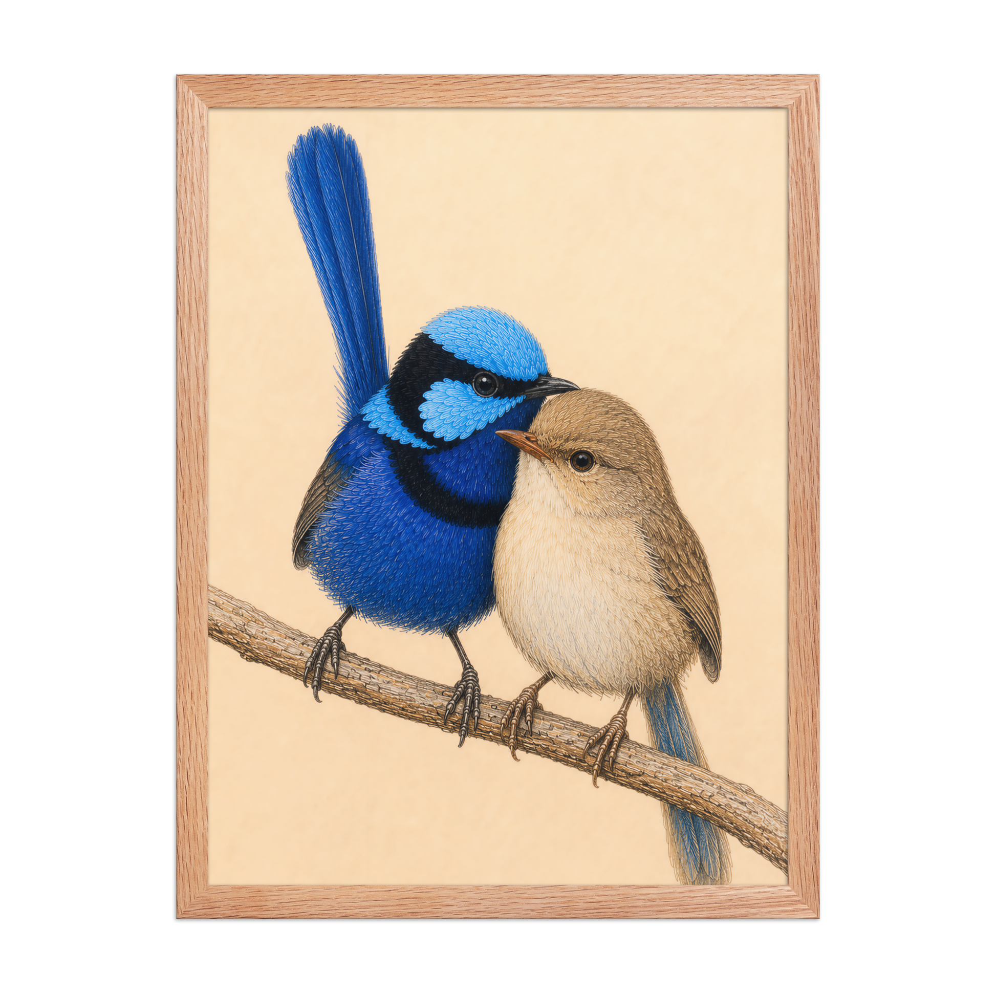 Framed male and female Splendid Fairywren blue wren pair colored pencil illustration, wood frame wall art