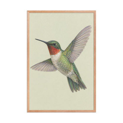 Framed Ruby-throated hummingbird colored pencil illustration print on sage green pastel background, wood frame wall art