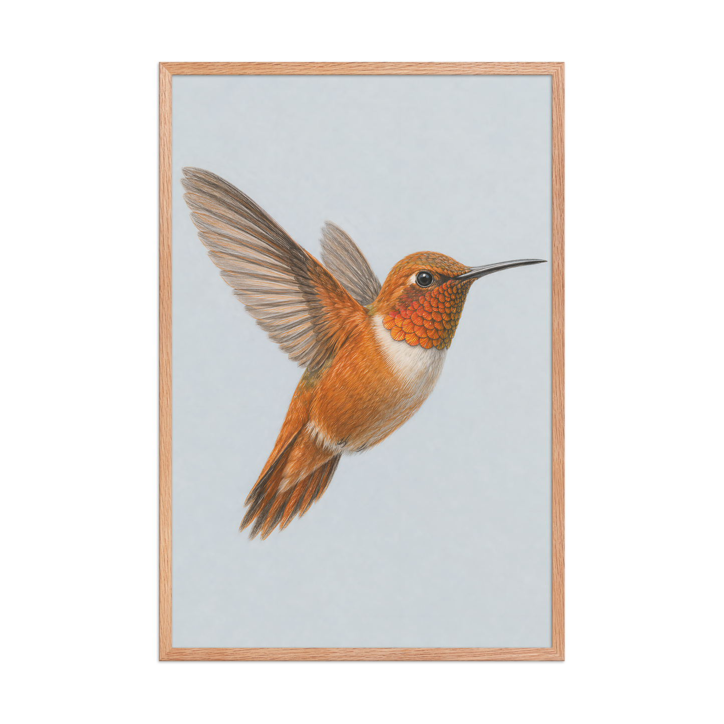 Framed Rufous hummingbird colored pencil illustration print on dusty blue pastel background, wood frame wall art
