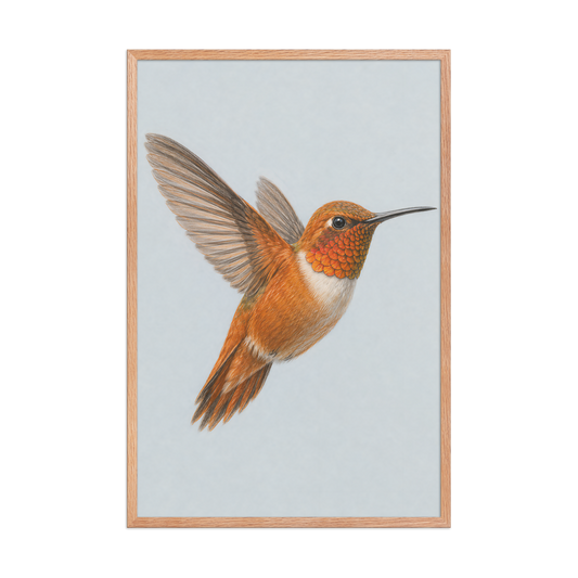 Framed Rufous hummingbird colored pencil illustration print on dusty blue pastel background, wood frame wall art