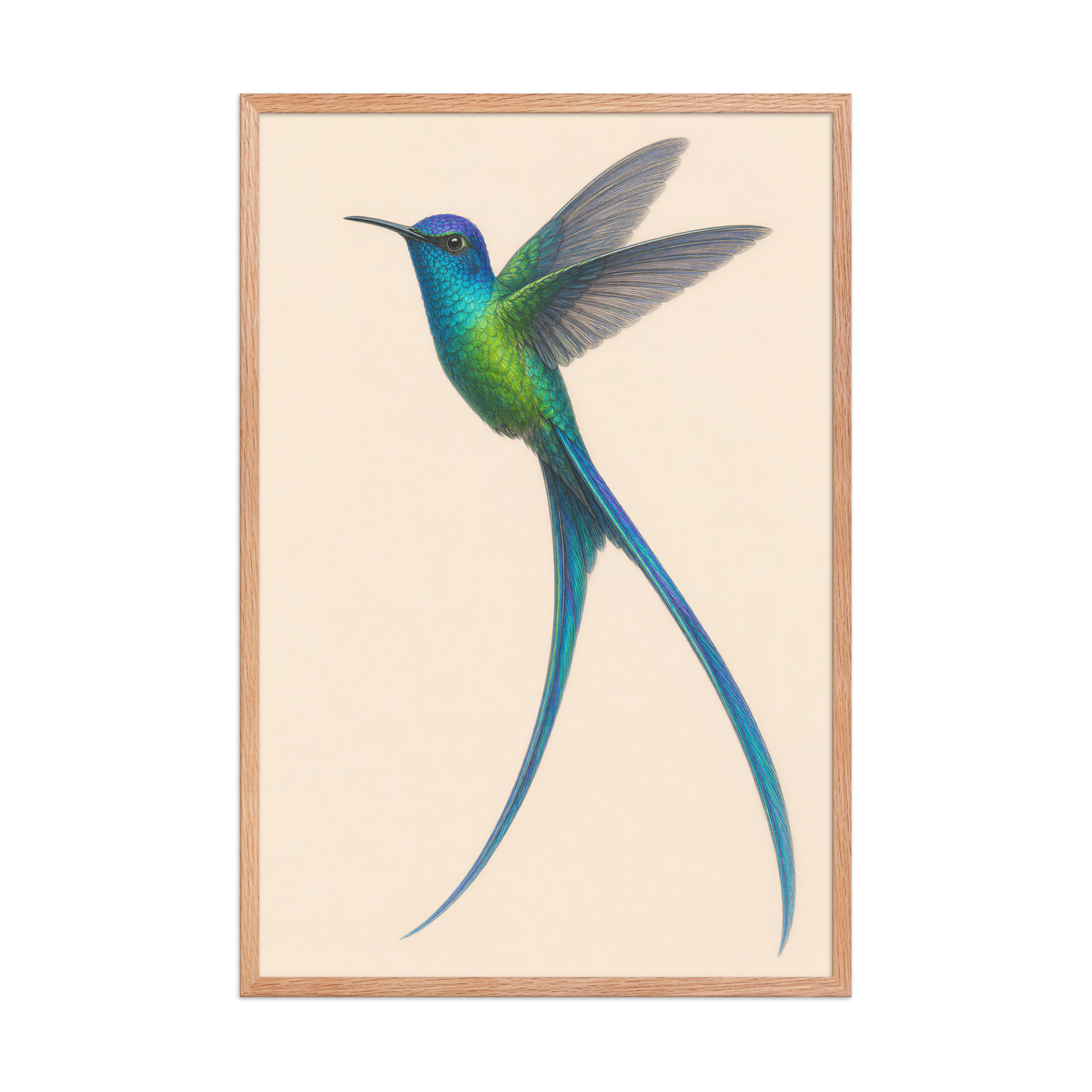 Framed Long-tailed Sylph hummingbird colored pencil illustration print, teal iridescent plumage on warm cream background, wood frame wall art