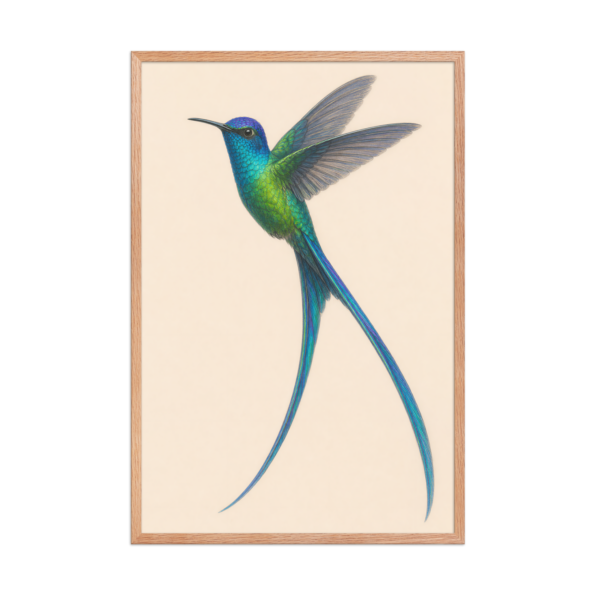 Framed Long-tailed Sylph hummingbird colored pencil illustration print, teal iridescent plumage on warm cream background, wood frame wall art