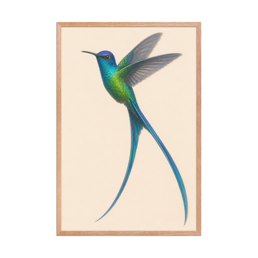 Framed Long-tailed Sylph hummingbird colored pencil illustration print, teal iridescent plumage on warm cream background, wood frame wall art