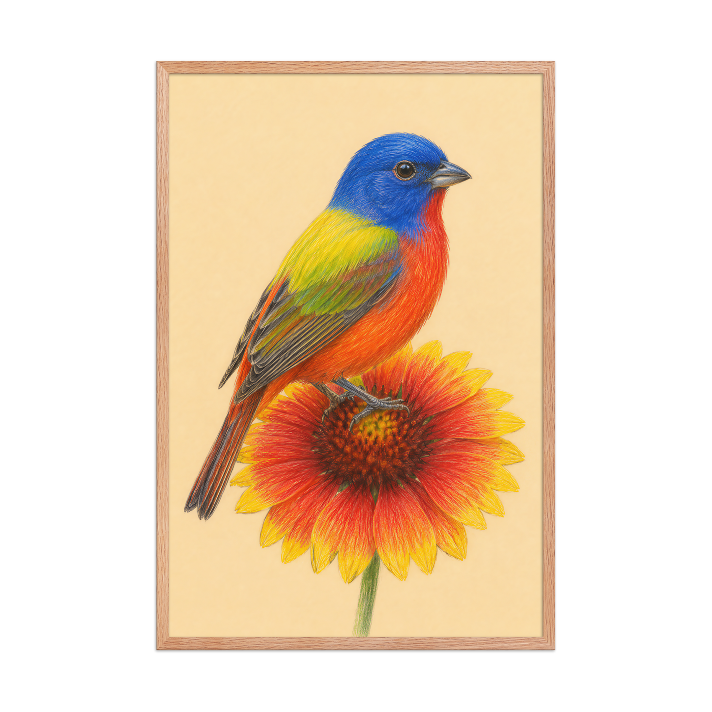 Framed Painted Bunting colored pencil illustration on Indian Blanket flower, wood frame wall art
