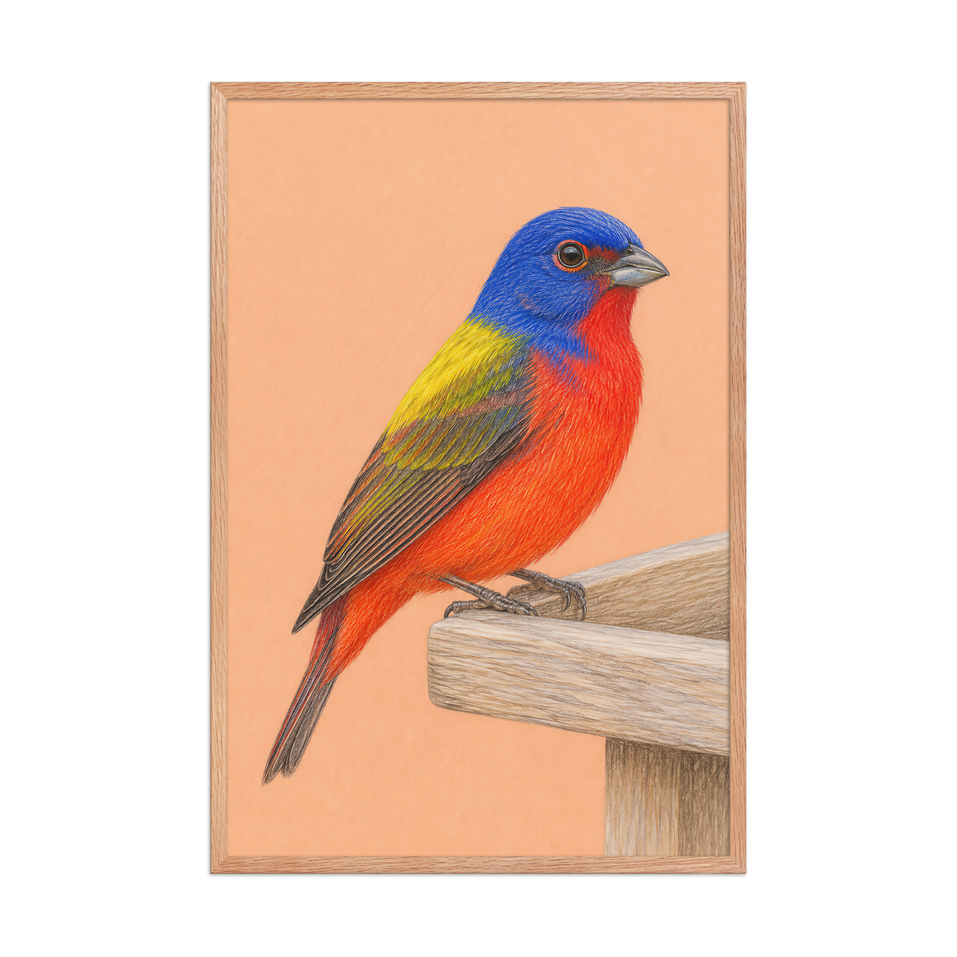 Framed Painted Bunting colored pencil illustration on wooden feeder, apricot background, wood frame wall art