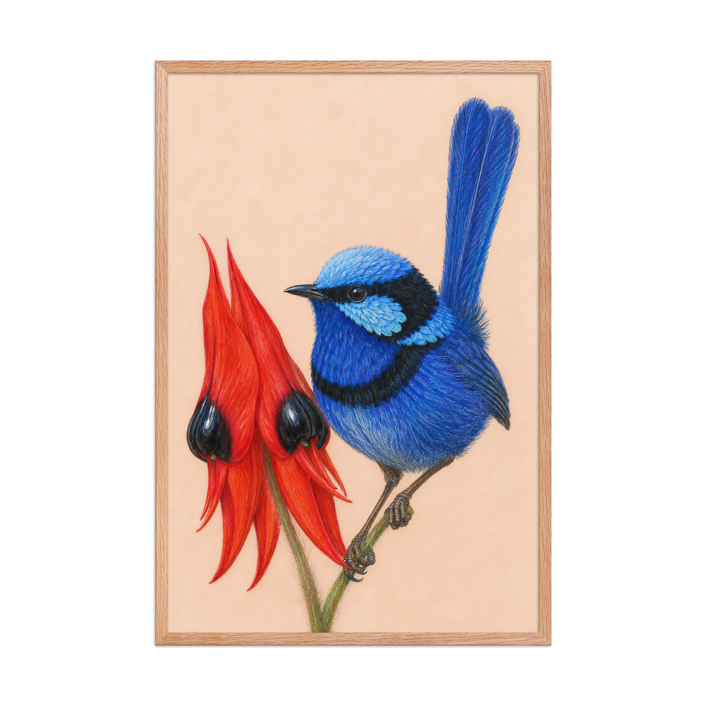 Framed Splendid Fairywren blue wren colored pencil illustration, terracotta background, wood frame wall art