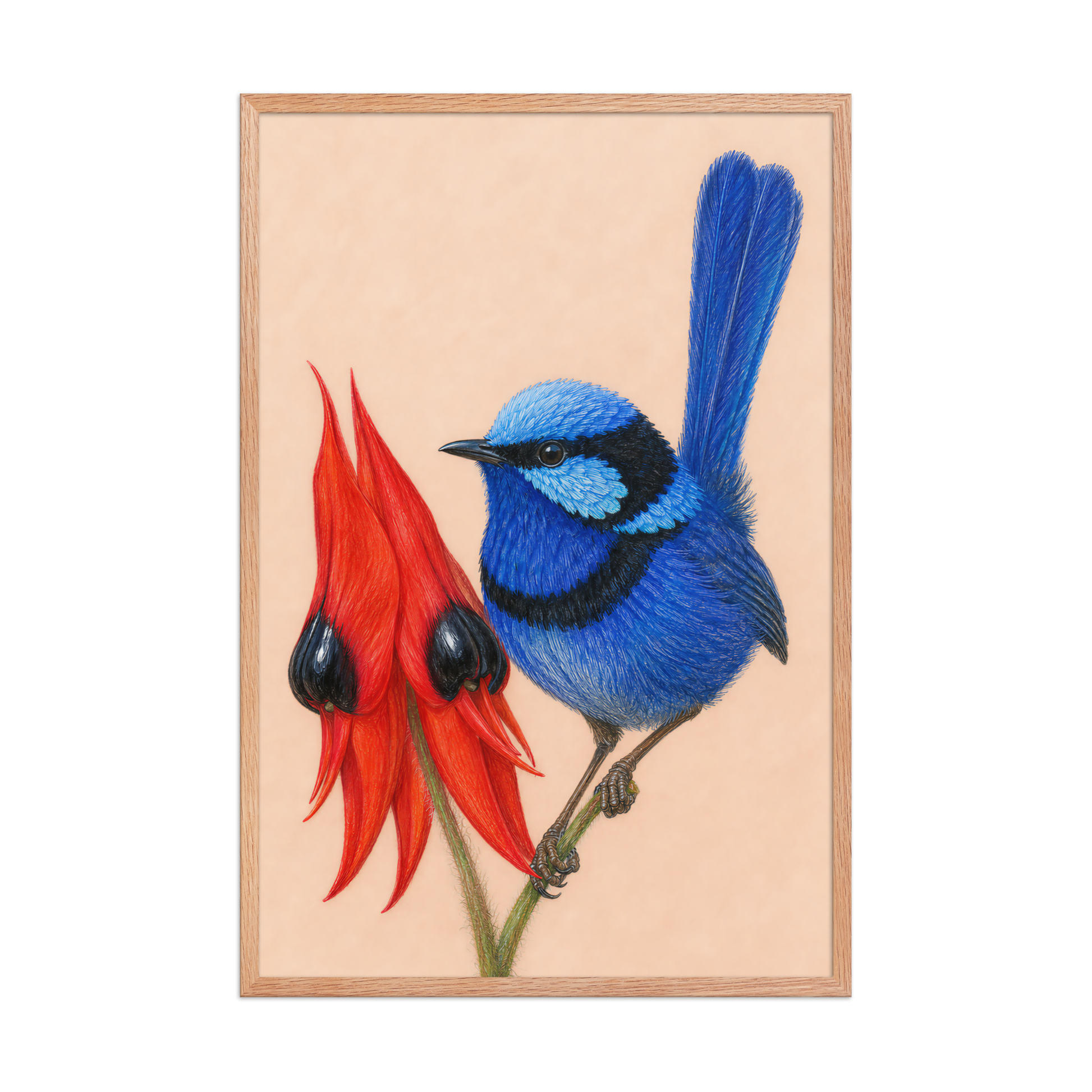 Framed Splendid Fairywren blue wren colored pencil illustration, terracotta background, wood frame wall art