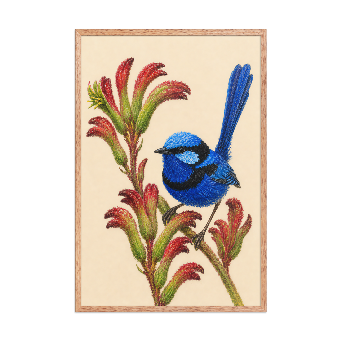Framed Splendid Fairywren blue wren colored pencil illustration on Kangaroo Paw flowers, wood frame wall art