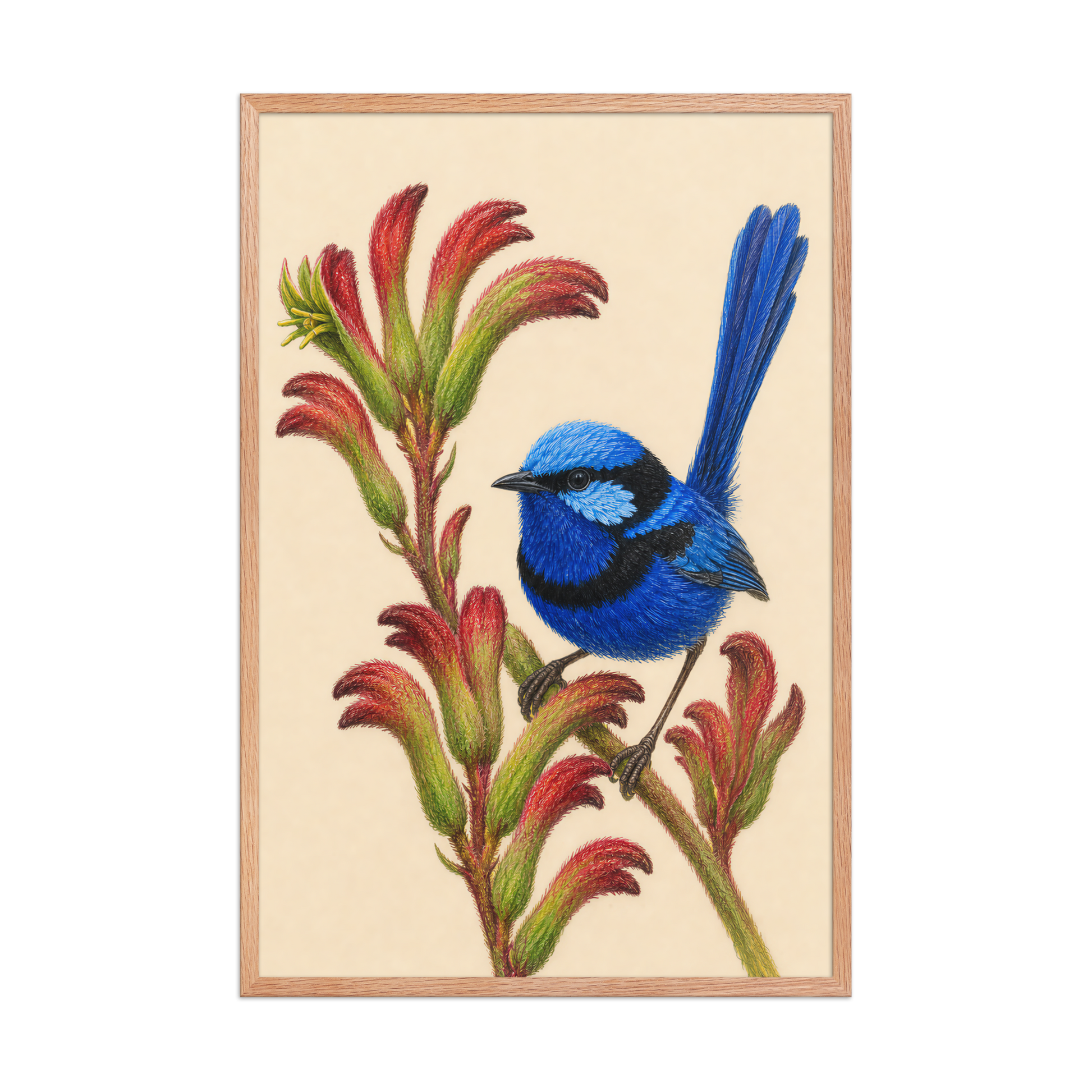 Framed Splendid Fairywren blue wren colored pencil illustration on Kangaroo Paw flowers, wood frame wall art