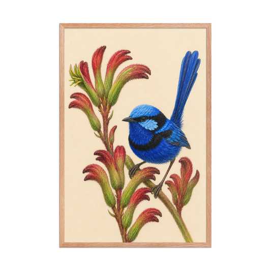 Framed Splendid Fairywren blue wren colored pencil illustration on Kangaroo Paw flowers, wood frame wall art