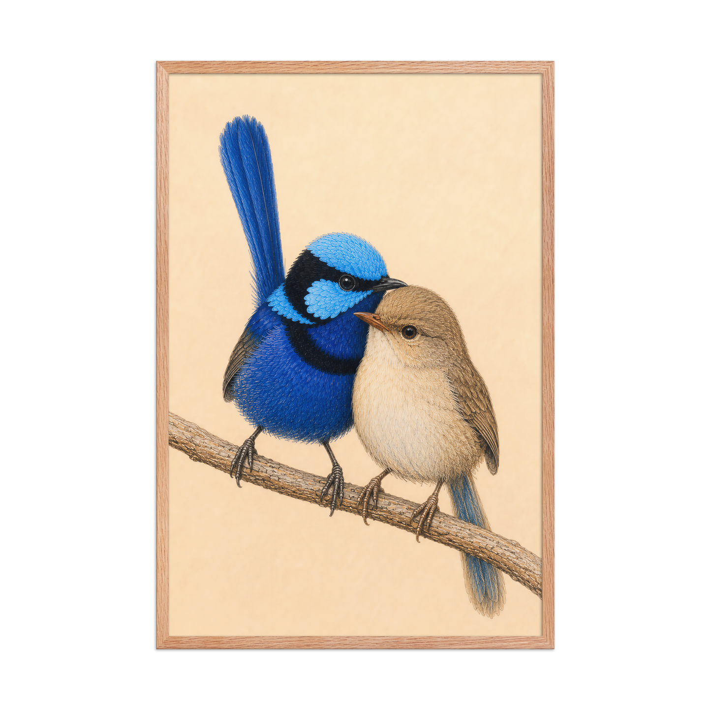 Framed male and female Splendid Fairywren blue wren pair colored pencil illustration, wood frame wall art