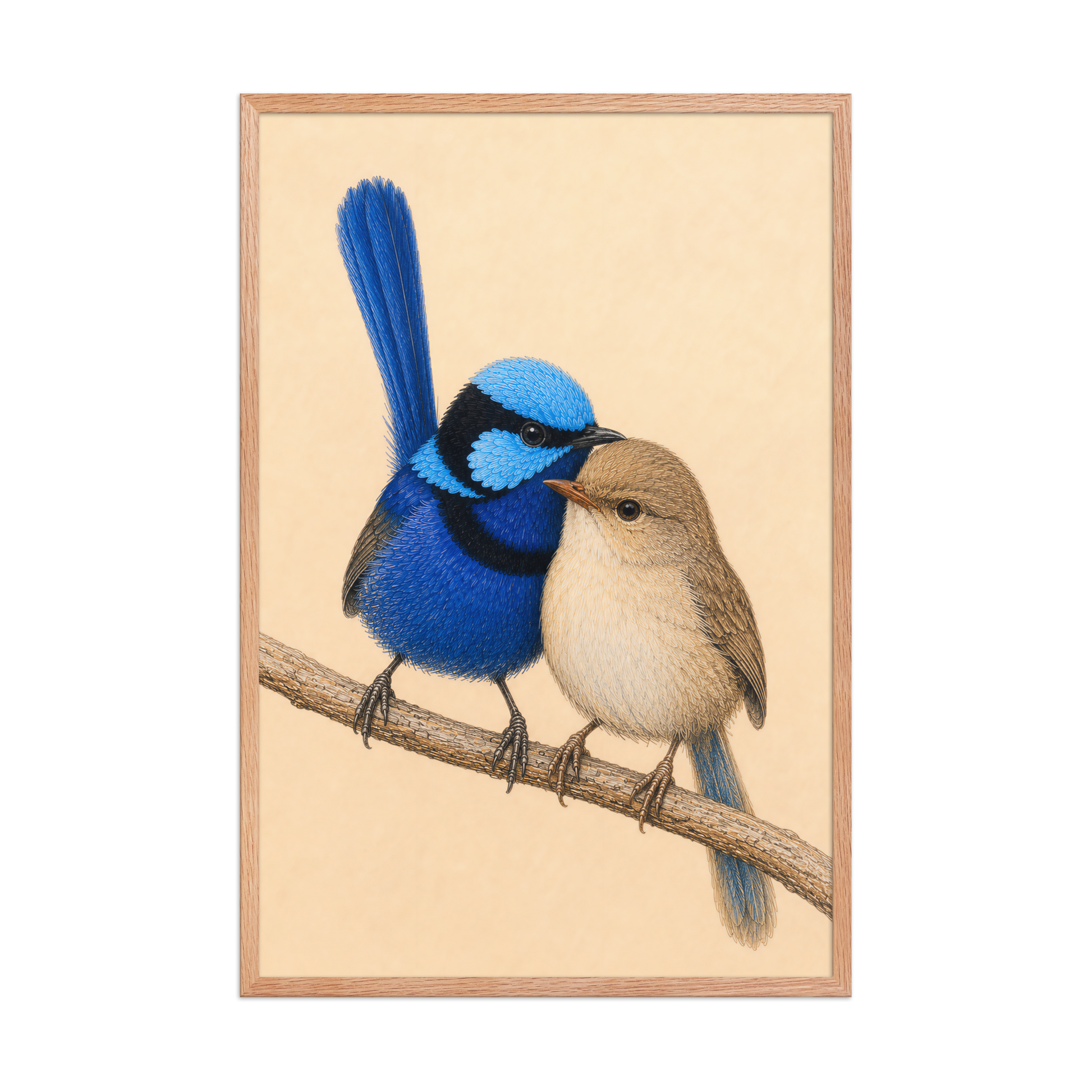 Framed male and female Splendid Fairywren blue wren pair colored pencil illustration, wood frame wall art