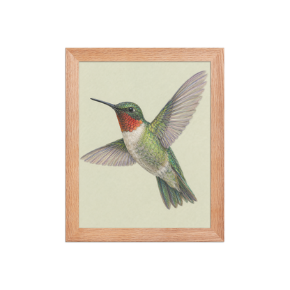 Framed Ruby-throated hummingbird colored pencil illustration print on sage green pastel background, wood frame wall art