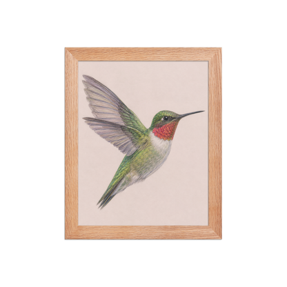 Framed Ruby-throated hummingbird colored pencil illustration print on dusty rose pastel background, wood frame wall art