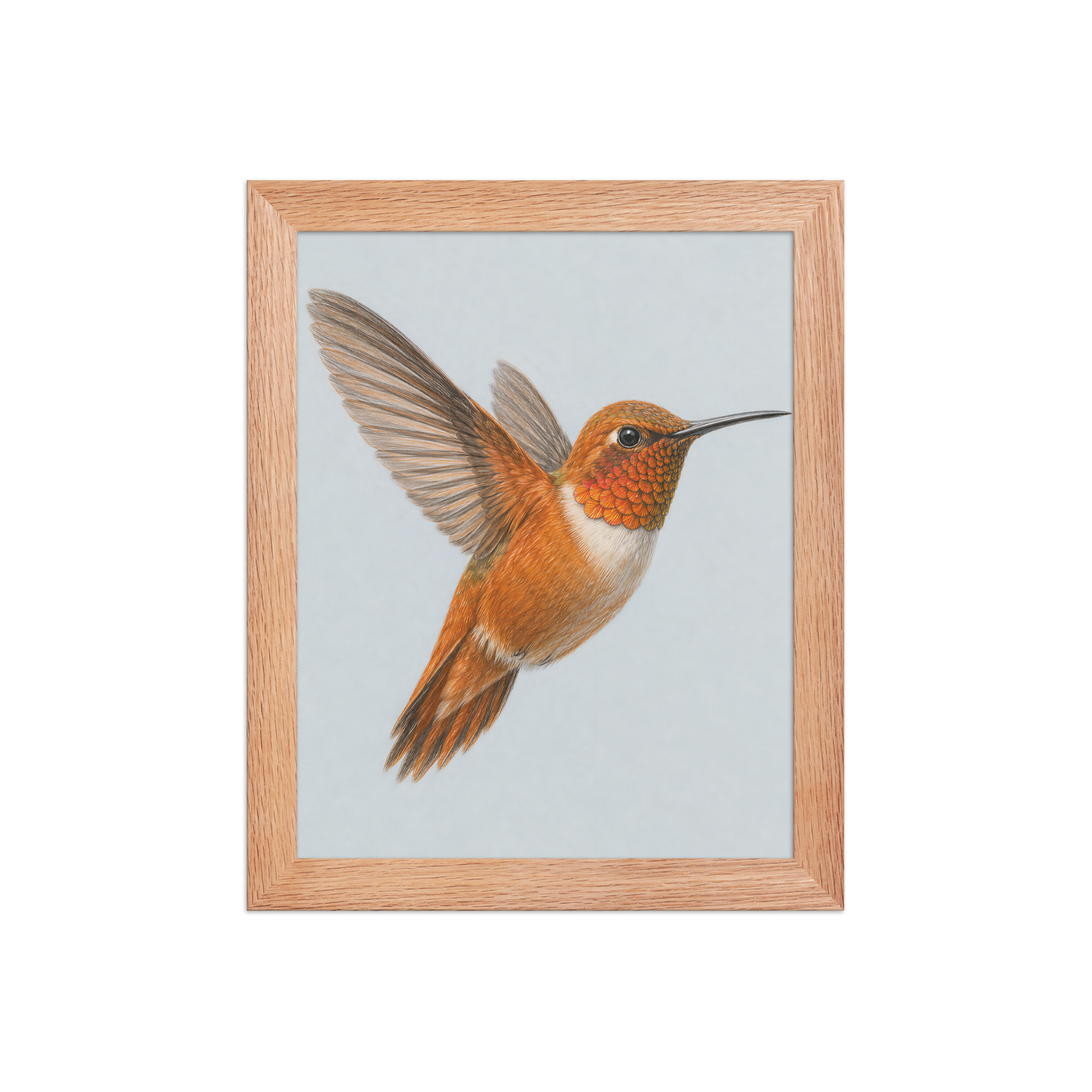 Framed Rufous hummingbird colored pencil illustration print on dusty blue pastel background, wood frame wall art