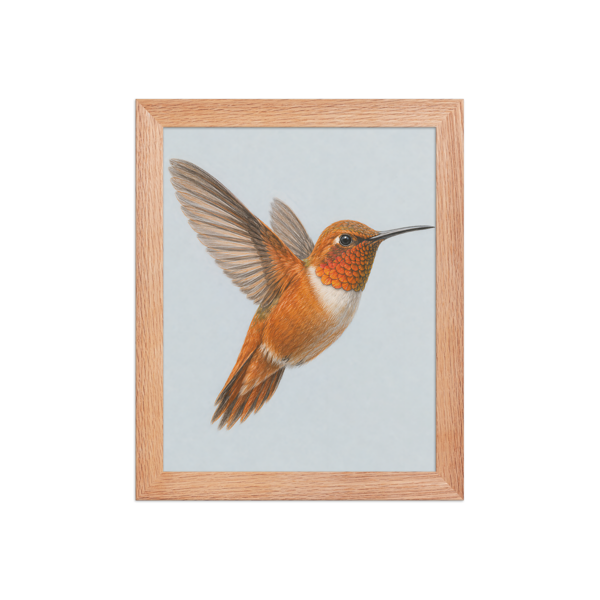 Framed Rufous hummingbird colored pencil illustration print on dusty blue pastel background, wood frame wall art