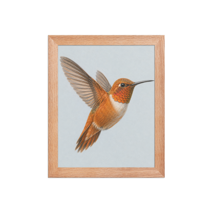 Framed Rufous hummingbird colored pencil illustration print on dusty blue pastel background, wood frame wall art