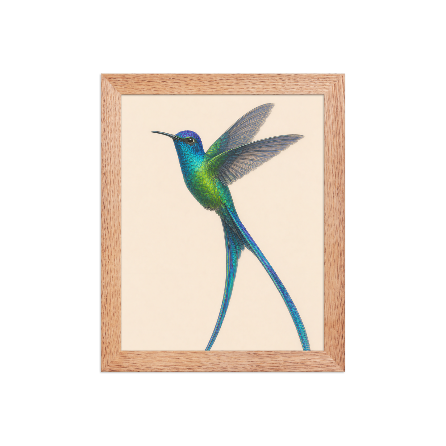 Framed Long-tailed Sylph hummingbird colored pencil illustration print, teal iridescent plumage on warm cream background, wood frame wall art