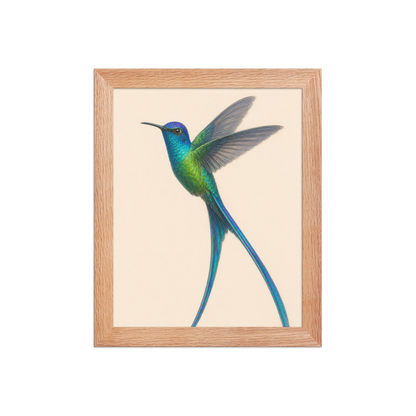 Framed Long-tailed Sylph hummingbird colored pencil illustration print, teal iridescent plumage on warm cream background, wood frame wall art