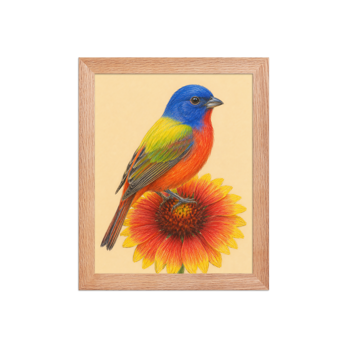 Framed Painted Bunting colored pencil illustration on Indian Blanket flower, wood frame wall art