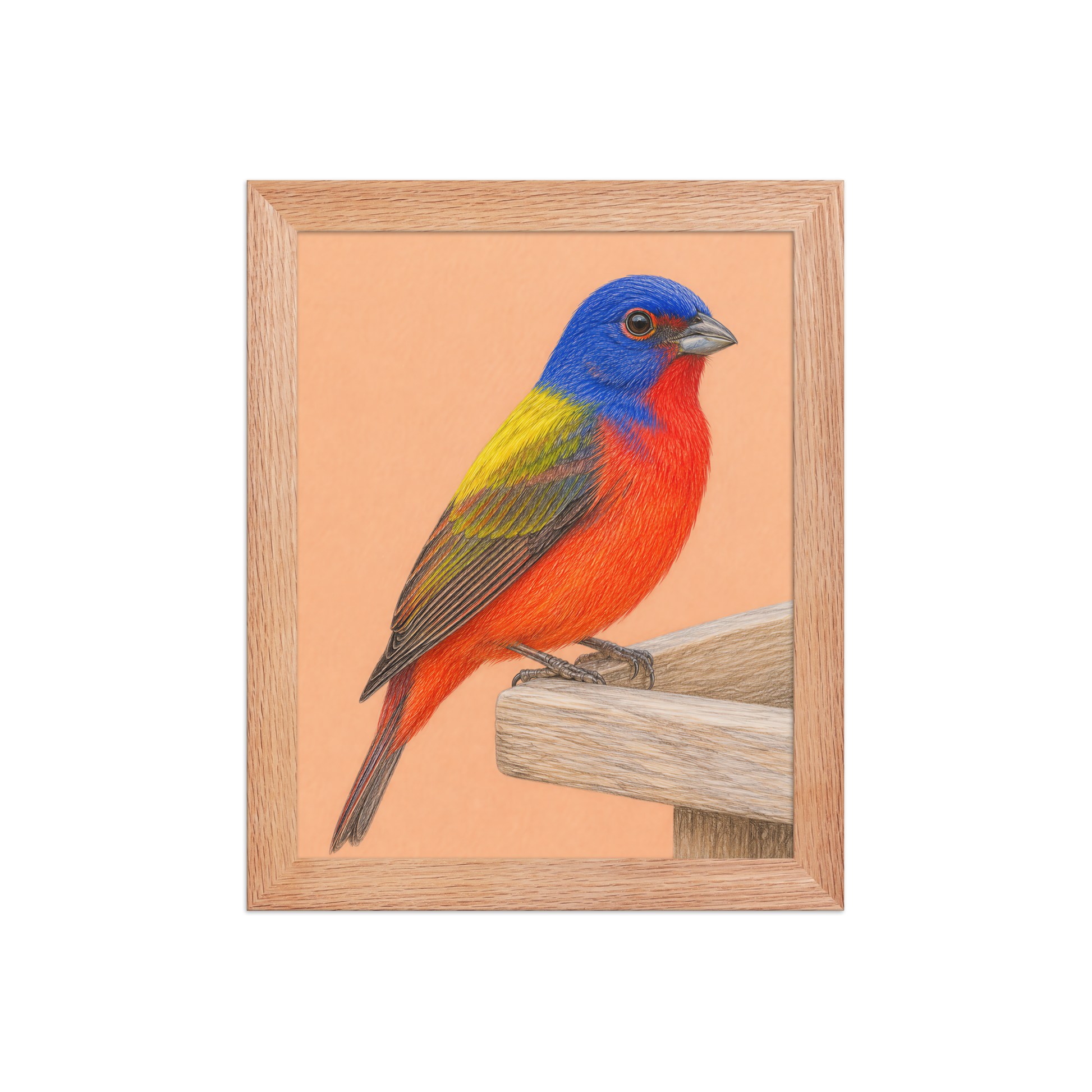 Framed Painted Bunting colored pencil illustration on wooden feeder, apricot background, wood frame wall art