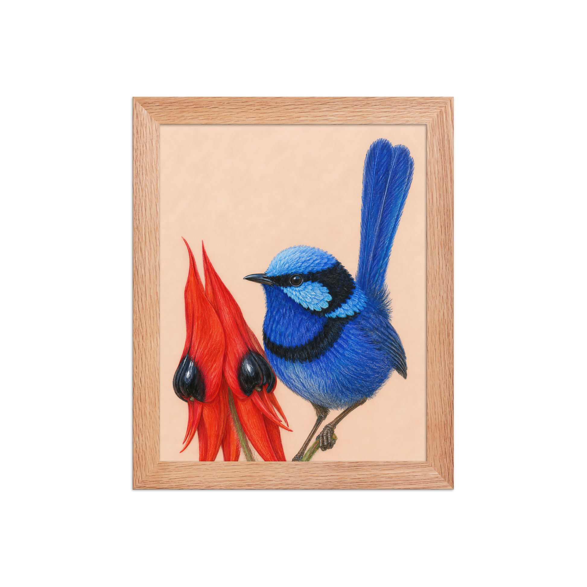 Framed Splendid Fairywren blue wren colored pencil illustration, terracotta background, wood frame wall art