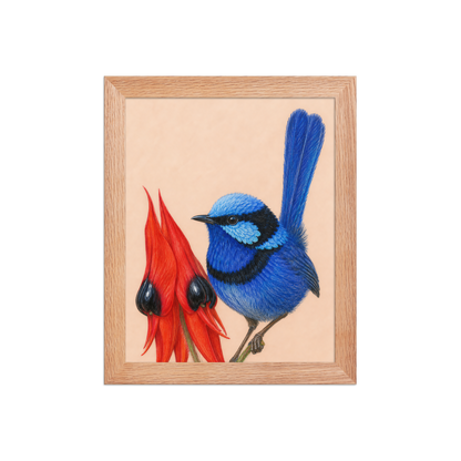 Framed Splendid Fairywren blue wren colored pencil illustration, terracotta background, wood frame wall art