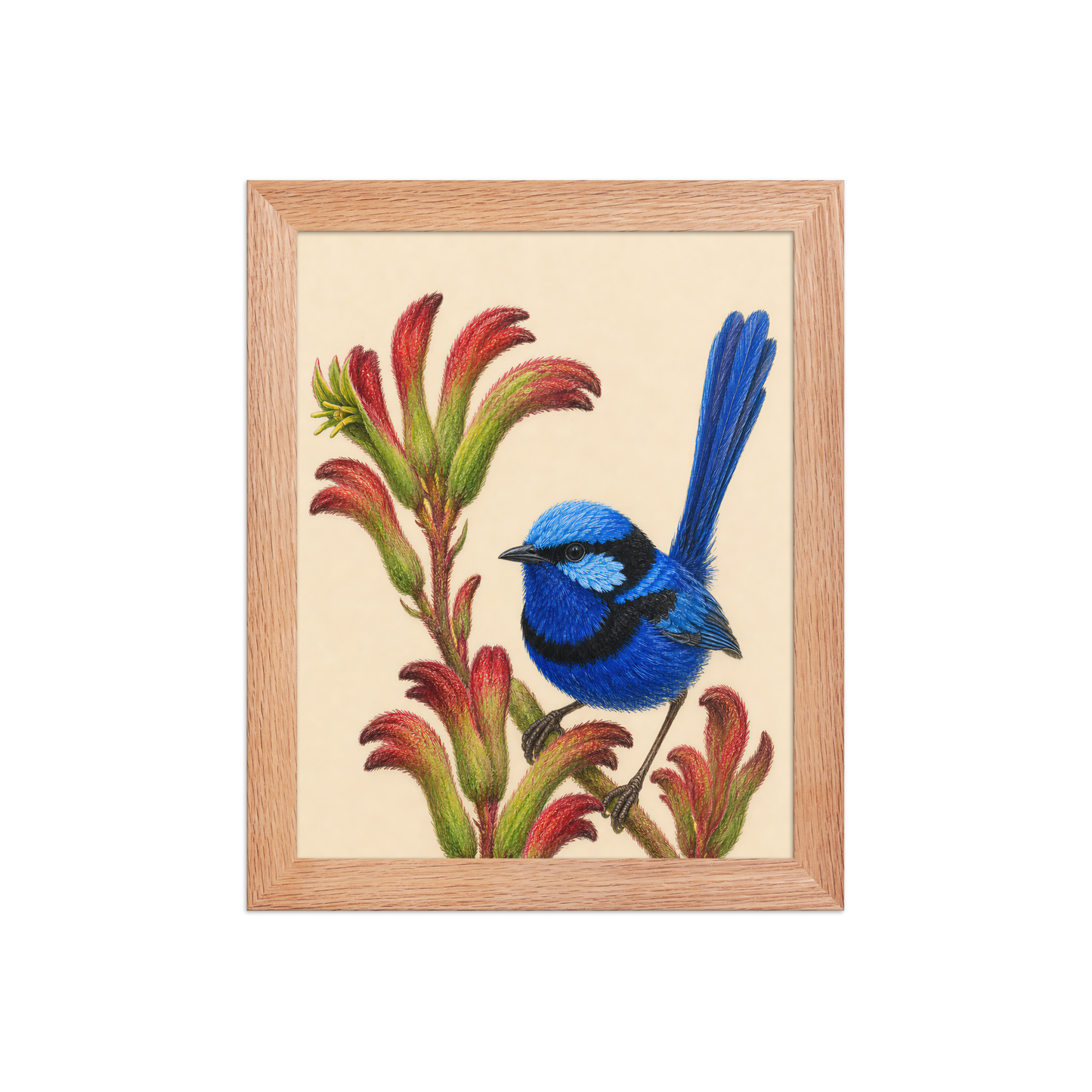 Framed Splendid Fairywren blue wren colored pencil illustration on Kangaroo Paw flowers, wood frame wall art