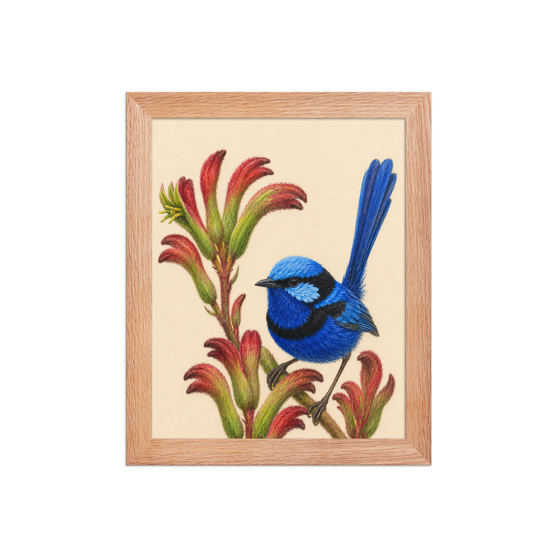 Framed Splendid Fairywren blue wren colored pencil illustration on Kangaroo Paw flowers, wood frame wall art