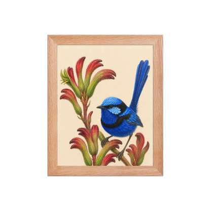 Framed Splendid Fairywren blue wren colored pencil illustration on Kangaroo Paw flowers, wood frame wall art