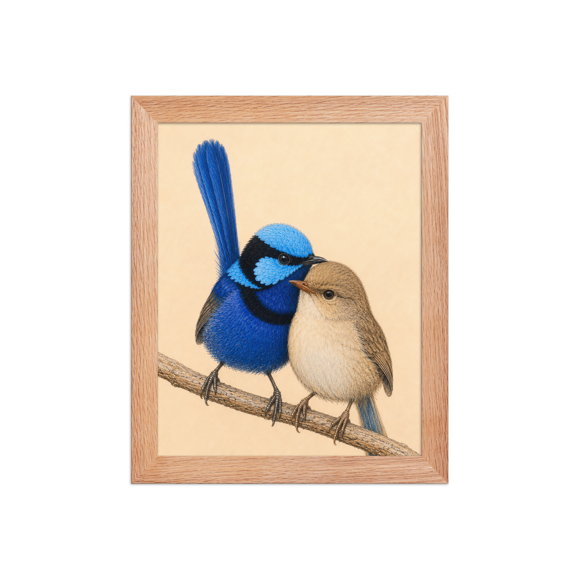 Framed male and female Splendid Fairywren blue wren pair colored pencil illustration, wood frame wall art