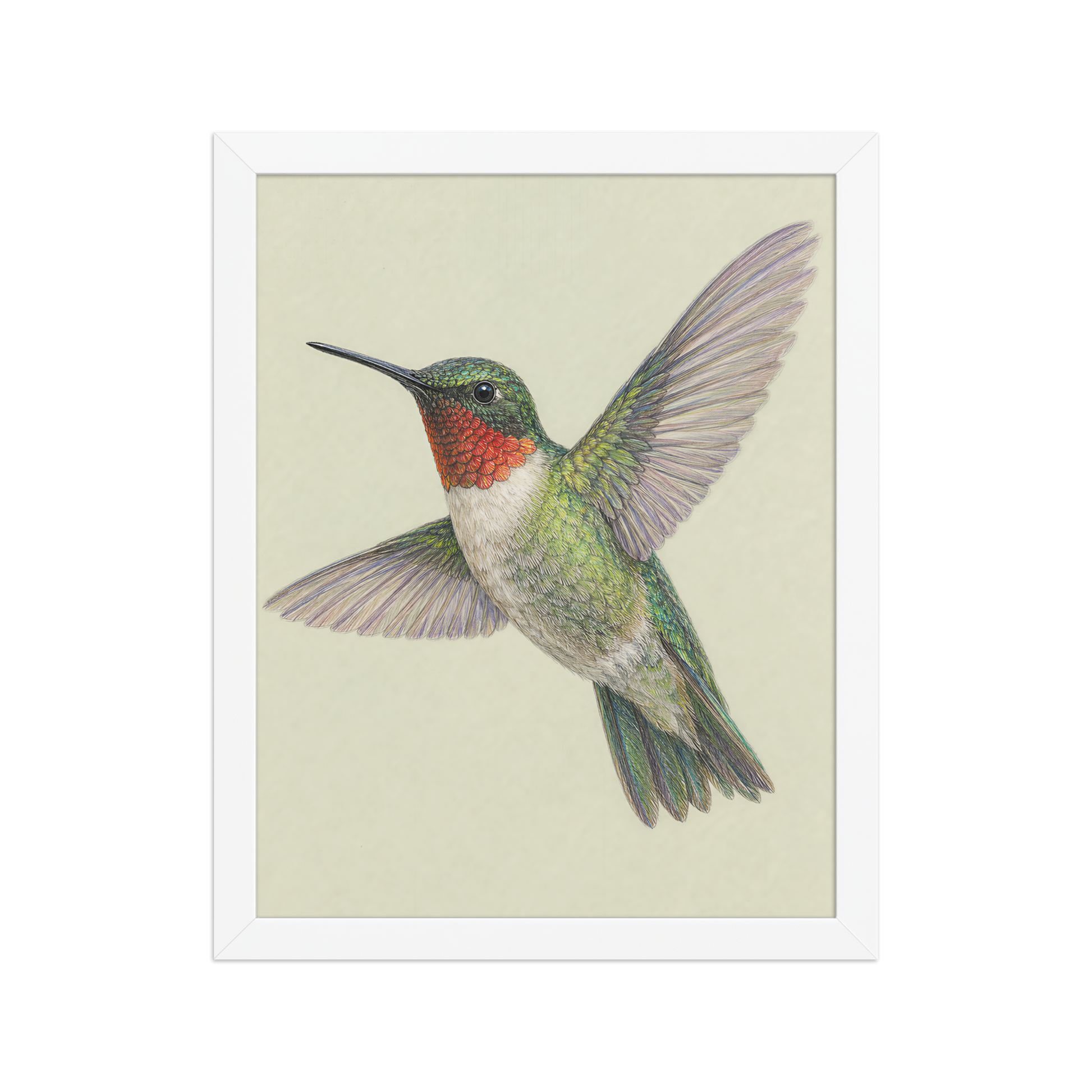 Framed Ruby-throated hummingbird colored pencil illustration print on sage green pastel background, wood frame wall art