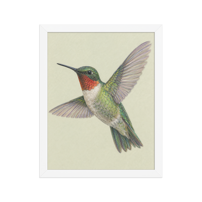 Framed Ruby-throated hummingbird colored pencil illustration print on sage green pastel background, wood frame wall art