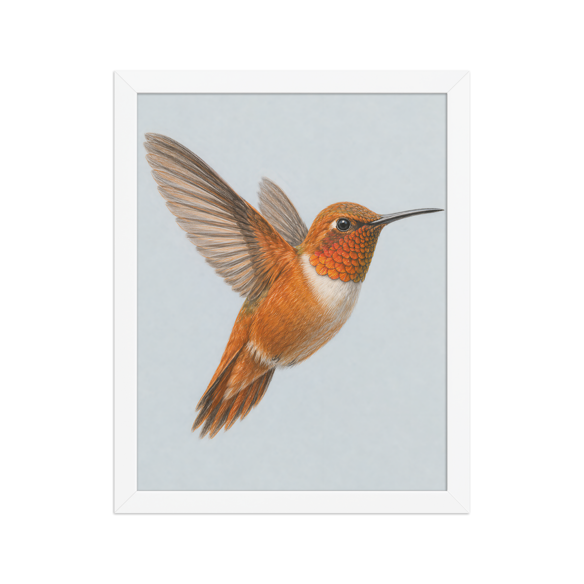 Framed Rufous hummingbird colored pencil illustration print on dusty blue pastel background, wood frame wall art